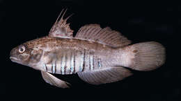 صورة Amblygobius semicinctus (Bennett 1833)