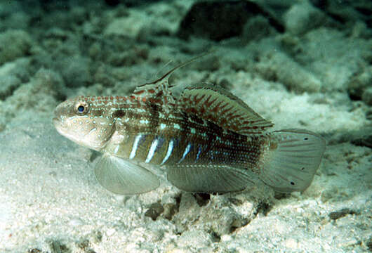 Image of Half-barred goby