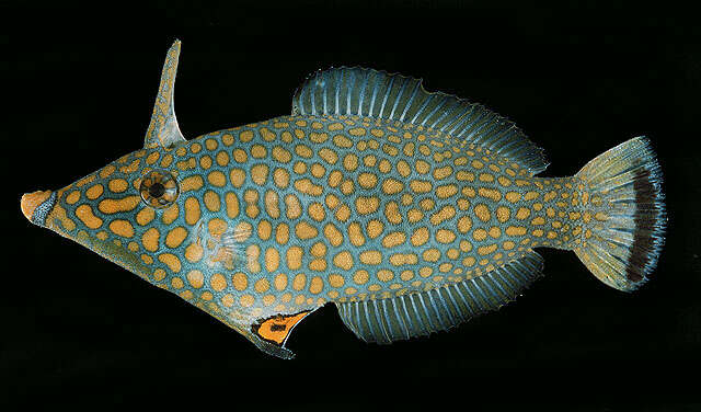 Image of Red Sea longnose filefish