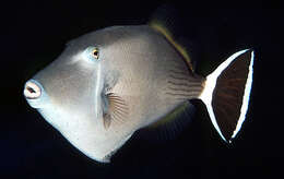 Image of Bluethroat triggerfish