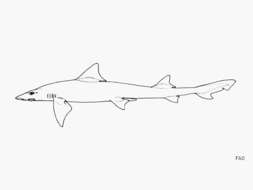 Image of Narrowfin Smooth Hound