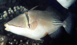 Image of Picasso triggerfish