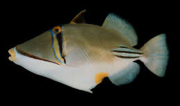 Image of Picasso triggerfish