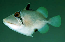 Image of Picasso triggerfish