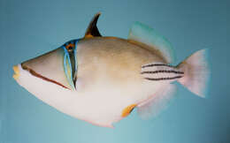 Image of Picasso triggerfish