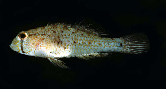 Image of Eyebar spiny goby