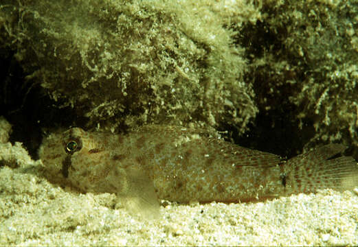 Image of Eyebar spiny goby