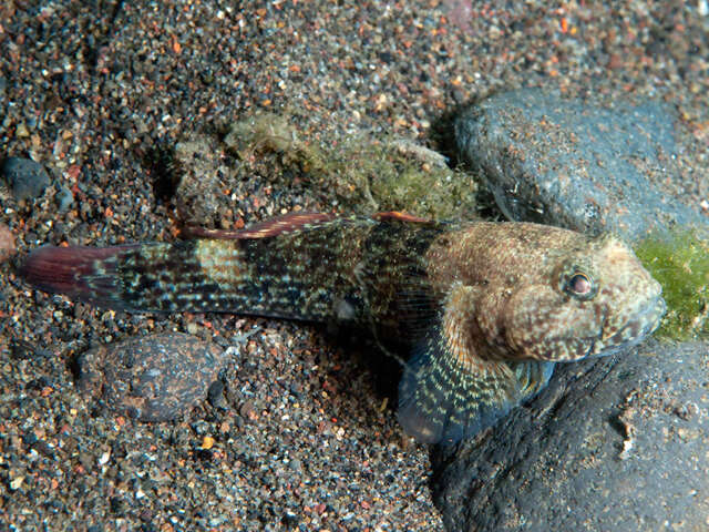 Image of Padang frill-goby