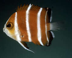 Image of Peppermint Angelfish