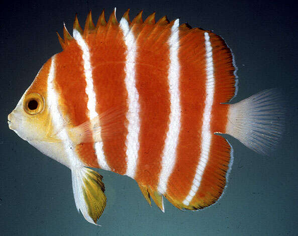 Image of Peppermint Angelfish