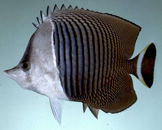 Image of White fronted butter flyfish