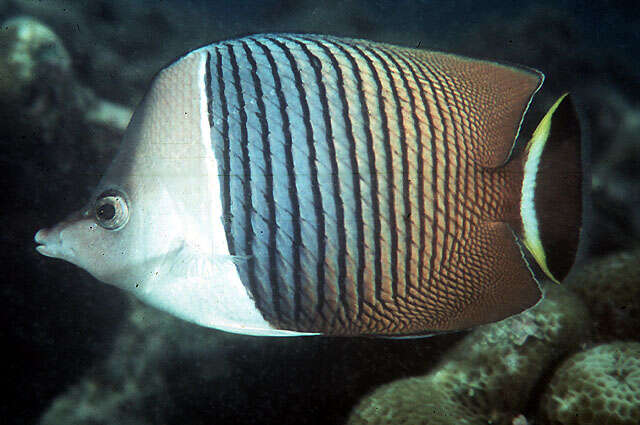 Image of White fronted butter flyfish