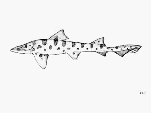 Image of Leopard Shark