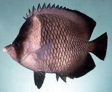 Image of Oman butterflyfish