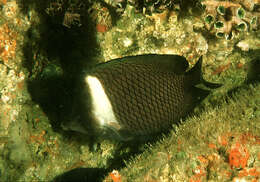 Image of Oman butterflyfish