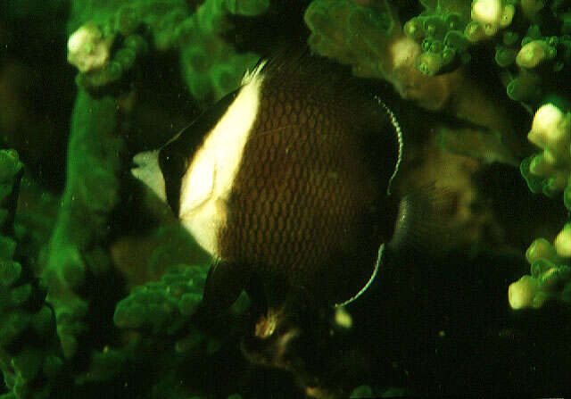 Image of Oman butterflyfish