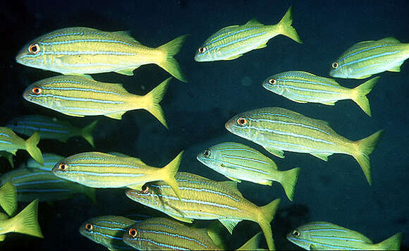 Image of Mimic goatfish