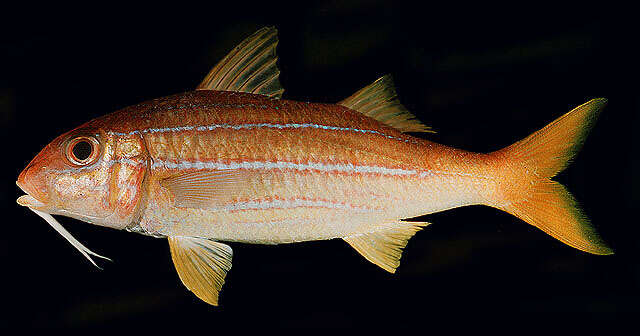 Image of Mimic goatfish
