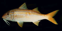 Image of Mimic goatfish