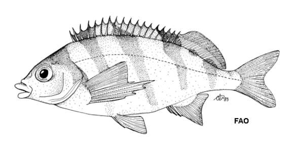 Image of Barred fingerfin