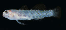 Image of Redblotched pygmy goby