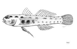 Image of Redblotched pygmy goby