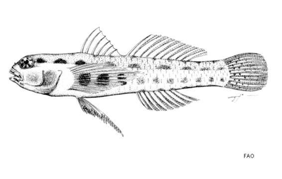 Image of Redblotched pygmy goby