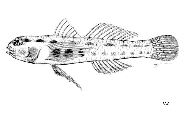 Image of Redblotched pygmy goby