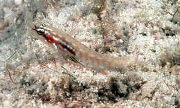 Image of Pygmygoby