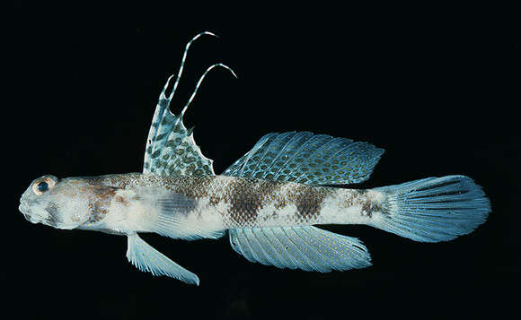 Image of Fan shrimp-goby