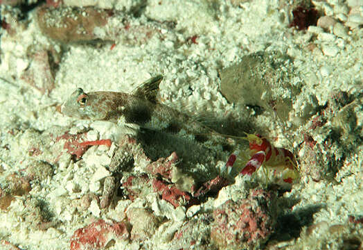 Image of Fan shrimp-goby