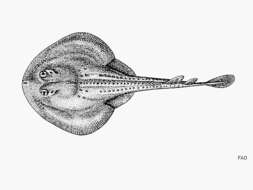 Image of Platyrhinoidis
