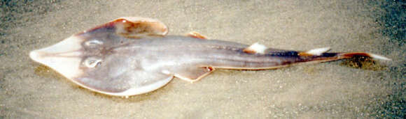 Image of Guitarfish