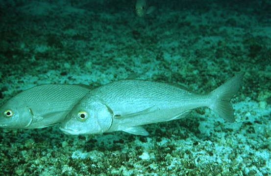 Image of Galapagos grunt