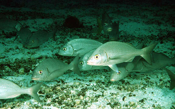 Image of Galapagos grunt