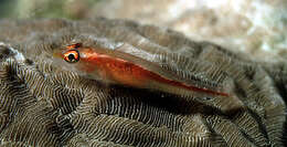 Image of Michel's ghost goby