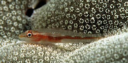 Image of Michel's ghost goby