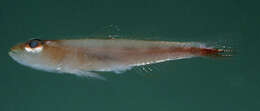 Image of Michel's ghost goby