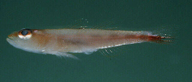 Image of Michel's ghost goby