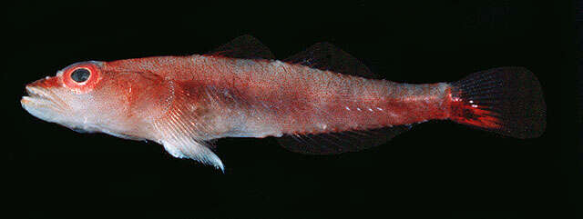 Image of Michel's ghost goby