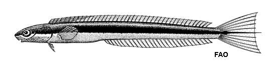 Plancia ëd Plagiotremus azaleus (Jordan & Bollman 1890)