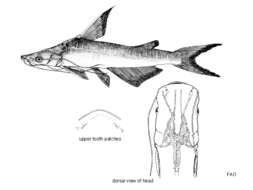 Image of Spoon-snouted catfish