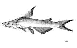 Image of Spoon-snouted catfish