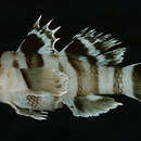 Image of Blackbarred reefgoby