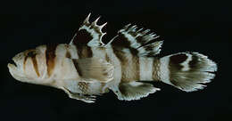 Image of Blackbarred reefgoby