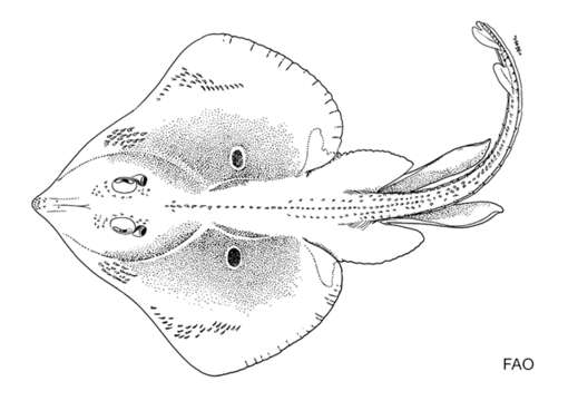 Plancia ëd Raja ackleyi Garman 1881