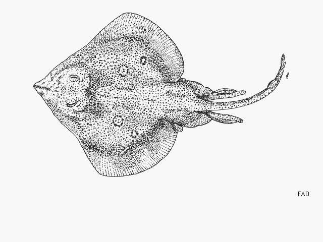 Image of California ray