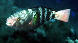 Image of Pink-margined Parrotfish