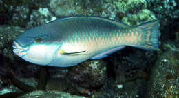 Image of Pink-margined Parrotfish