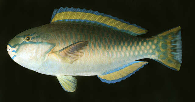 Image of Pink-margined Parrotfish